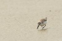 Calidris pygmaea