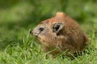 Bush hyrax