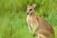 Agile wallaby