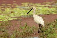 Platalea regia