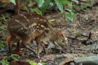 Yellow-striped chevrotain