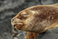 South American sea lion