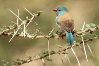 Uraeginthus cyanocephalus