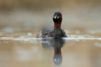 Tachybaptus ruficollis