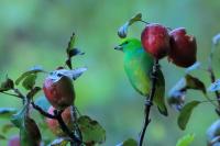 Chlorophonia callophrys