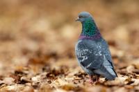 Columba livia domestica