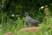 Columba oenas