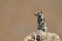 Barbary ground squirrel