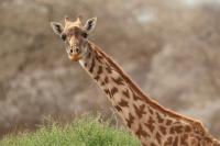 Masai giraffe