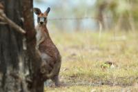 Eastern grey kangaroo