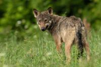 Eurasian wolf