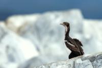 Phalacrocorax atriceps