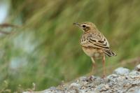 Anthus rufulus