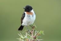 Saxicola torquatus