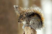 Eastern gray squirrel