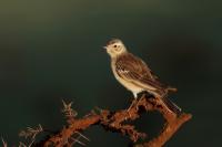 Anthus cinnamomeus