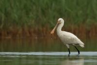 Platalea leucorodia