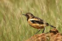 Saxicola bifasciata