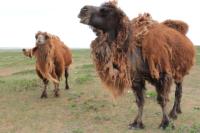 Bactrian camel