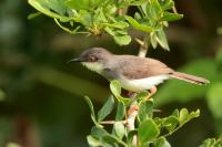 Prinia hodgsonii