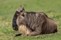 Blue wildebeest