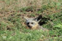 Bat-eared fox