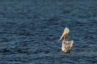 Pelecanus crispus