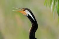 Anhinga novaehollandiae