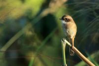 Saxicola ferreus