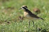 Charadrius pecuarius