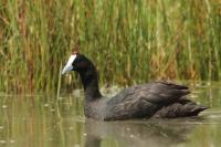 Fulica cristata