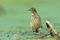 Anthus pratensis