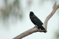 Corvus coronoides