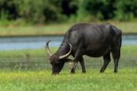 Wild water buffalo