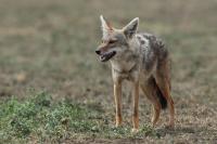 African golden wolf