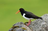 Haematopus ostralegus