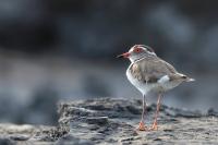 Charadrius tricollaris