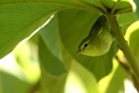 Vireo philadelphicus