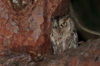 Otus scops