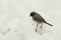 Junco hyemalis