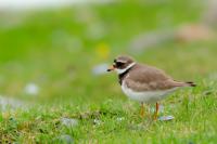 Charadrius hiaticula