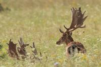 Fallow deer