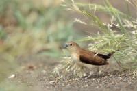 Tanzania-FAUNA