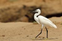 Egretta garzetta