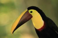 Ramphastos swainsonii