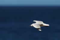 Larus novaehollandie