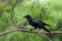 Corvus macrorhynchos