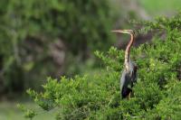 Ardea purpurea