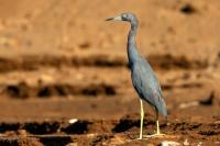 Egretta caerulea 