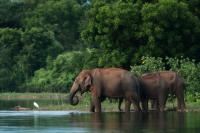 Sri Lanka FAUNA